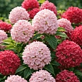 Гортензия метельчатая  Touch of Pink
