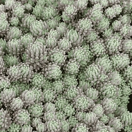 Очиток испанский Var.minus