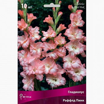 Гладиолус гофрированный Раффлд Пинк