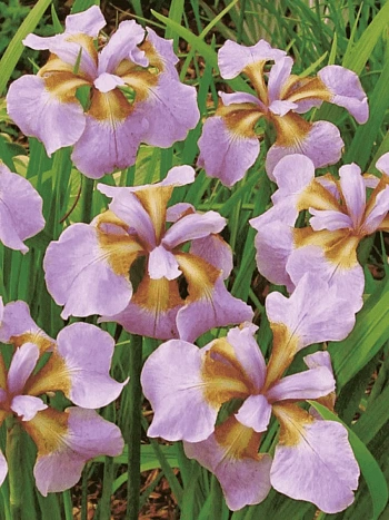 Ирис сибирский Rikugi Sakura