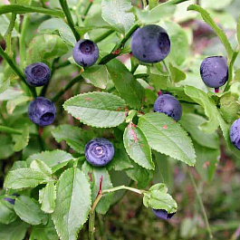 Черника обыкновенная