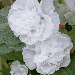 Мальва розовая Chater's Double White