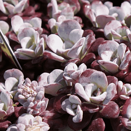 Очиток лопатчатолистный Purpureum