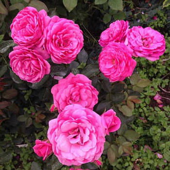 Роза флорибунда Маджента Диадем
