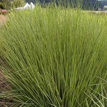 Молиния голубая Морхекс