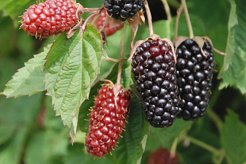 Ежевика Коламбия Стар