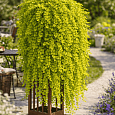 Вербейник монетчатый Golden Foliage