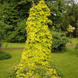 Хмель обыкновенный Ауреус