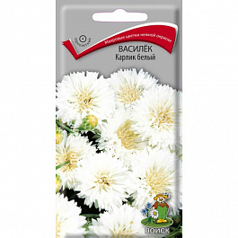Василёк Карлик белый