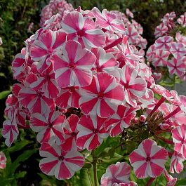 Флокс метельчатый Пепперминт Твист