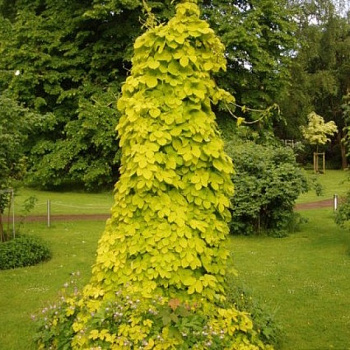 Хмель обыкновенный Ауреус