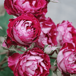 Роза кустовая Belle de Segosa