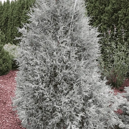 Можжевельник скальный Blue Heaven