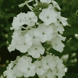 Флокс пятнистый Schneelawine