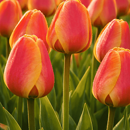 Тюльпан Apeldoorn