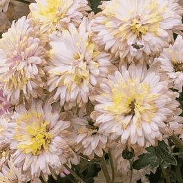 Хризантема корейская Нежность
