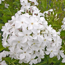 Флокс метельчатый Царевна-Лебедь