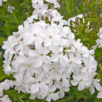 Флокс метельчатый Царевна-Лебедь