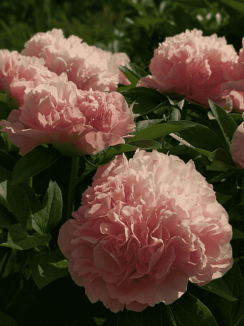 Пион Lois Choice