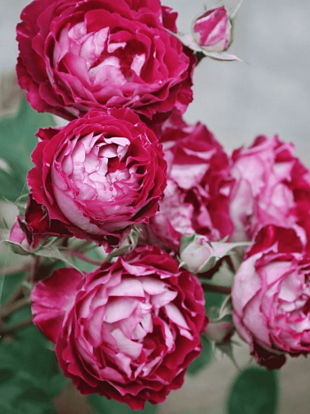 Роза кустовая Belle de Segosa