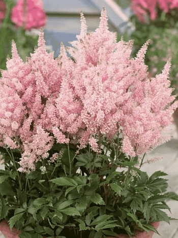 Астильба гибридная Younique Salmon