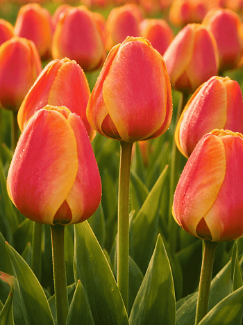 Тюльпан Apeldoorn