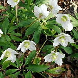 Морозник восточный White Lady