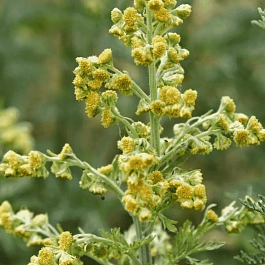 Полынь горькая