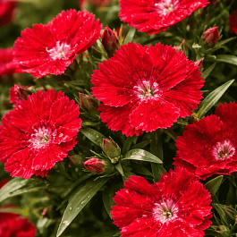 Гвоздика китайская Coronet scarlet