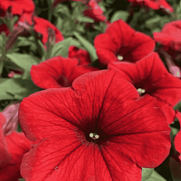Петуния (сурфиния) Deep red
