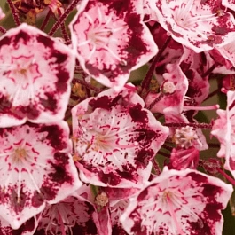 Кальмия широколистная Jans Delight