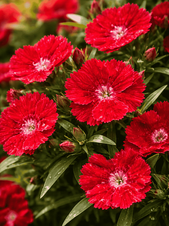 Гвоздика китайская Coronet scarlet