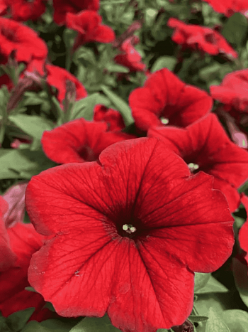 Петуния (сурфиния) Deep red