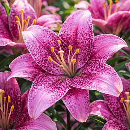 Лилия Sweet Sugar