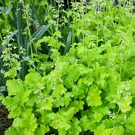 Гейхера Lime Rickey