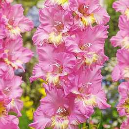 Гладиолус гофрированный Хэппи Диско