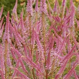 Вероникаструм виргинский Adoration