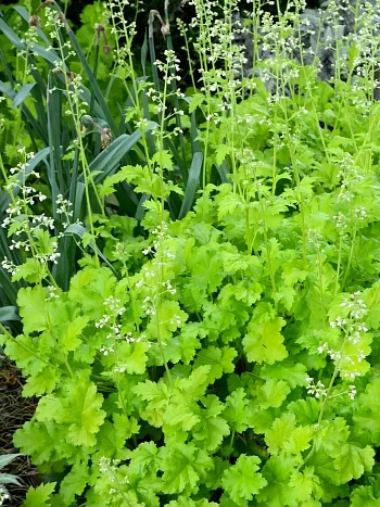 Гейхера Lime Rickey