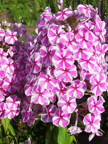 Флокс пятнистый Natascha