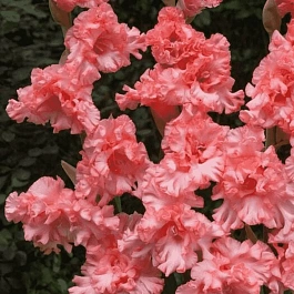 Гладиолус  Frizzled