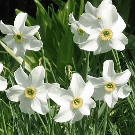 Нарцисс Replete