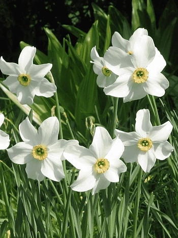 Нарцисс Replete