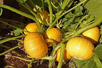 Тыква Кустовая Оранжевая
