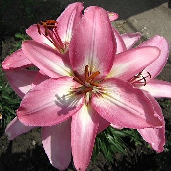 Лилия азиатская Вермеер НАБОР 2ШТ(2+2)