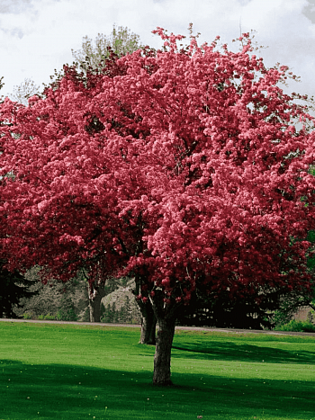 Яблоня Недзвецкого Royalty