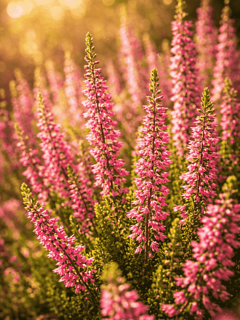 Вереск обыкновенный Katja