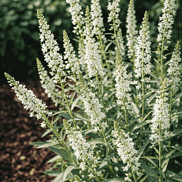 Вербейник эфемерный