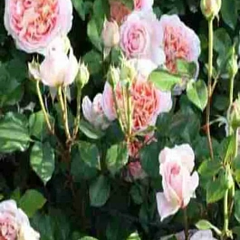 Роза Английская кустовая Abraham Darby