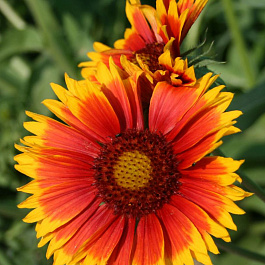 Гайллардия гибридная Бремен