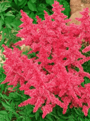 Астильба гибридная Younique Carmine